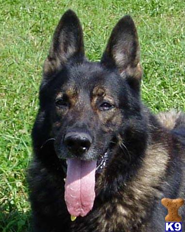 Stud Dogs - German Shepherd